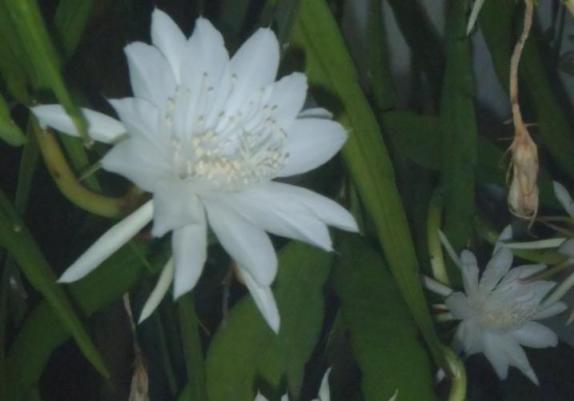 Kelopak bunga berwana putih berukuran 8 cm.